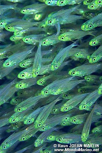 Pesce vetro (Parapriacanthus ransonneti)