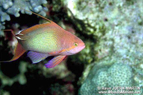 Castagnola  tropicale (Pseudanthias squamipinnis)