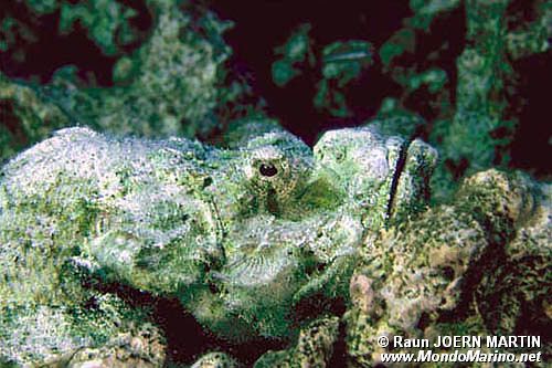 Pesce pietra falso (Scorpaenopsis diabolus)
