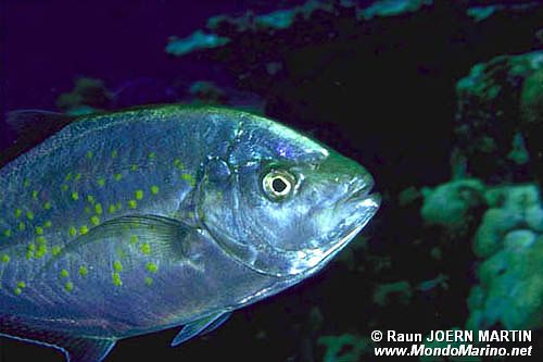 Carango dorato (Carangoides bajad)