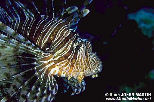 Pesce cobra (Pterois miles)