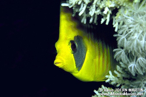 Pesce farfalla semimascherato (Chaetodon semilarvatus)