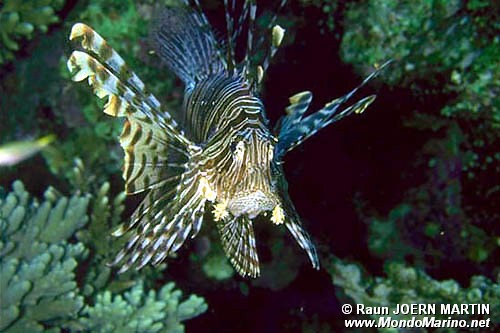 Pesce cobra (Pterois miles)