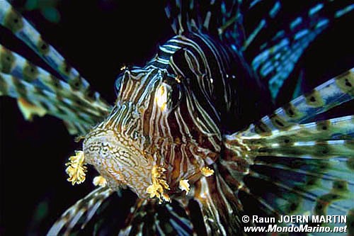 Pesce cobra (Pterois miles)