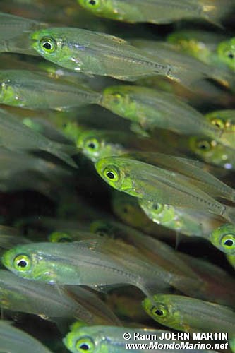 Pesce vetro (Parapriacanthus ransonneti)