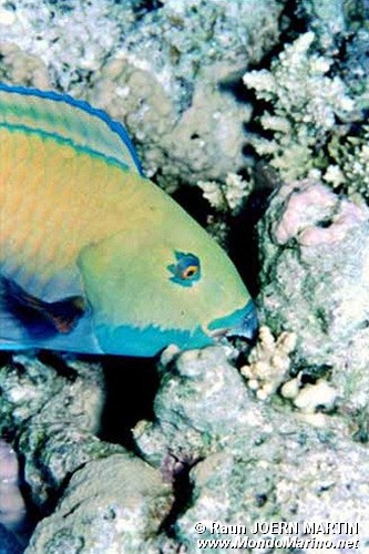 Pesce pappagallo gibboso (Scarus gibbus)