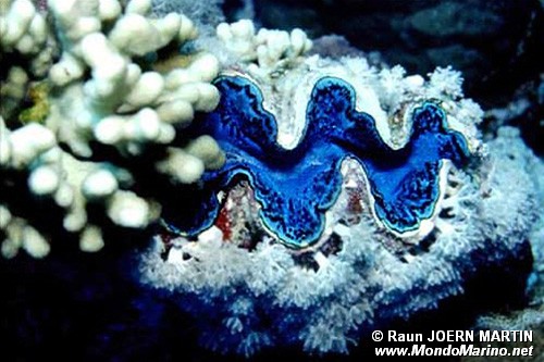 Tridacna (Tridacna maxima)