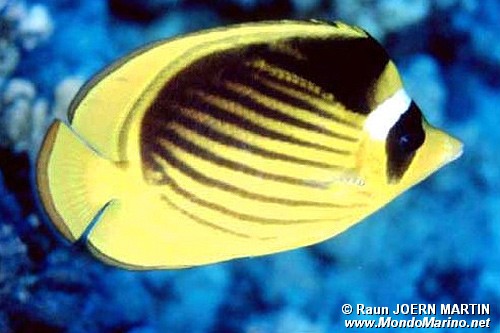 Pesce farfalla fasciato (Chaetodon fasciatus)