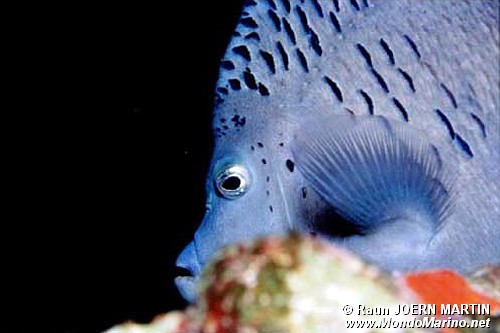 Pesce angelo maculato (Pomacanthus maculosus)