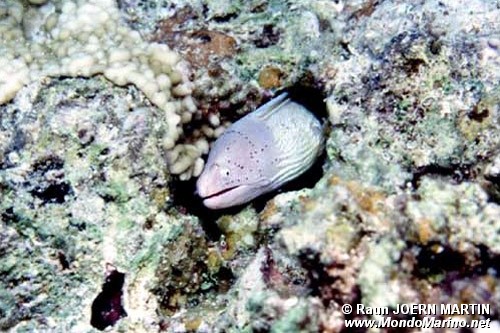 Murena grigia (Siderea grisea)