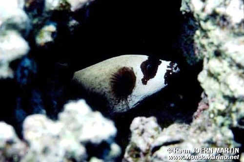 Pesce palla mascherato (Arothron diadematus)