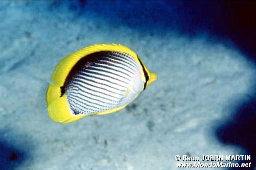 Pesce farfalla (Chaetodon melannotus)