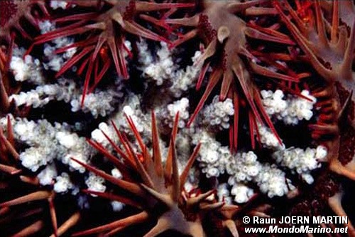 Stella corona di spine (Acanthaster planci)