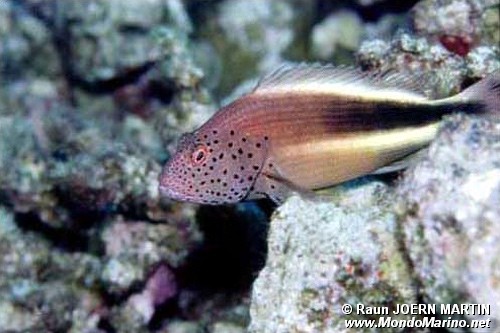 Pesce falco (Paracirrhites forsteri)