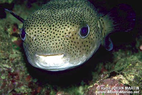 Pesce istrice (Diodon hystrix)