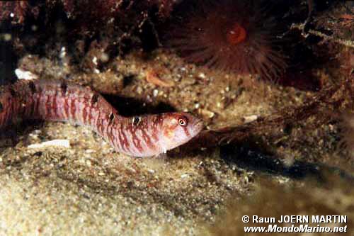 Gonnello (Pholis gunnellus)