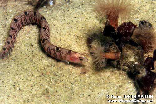 Gonnello (Pholis gunnellus)