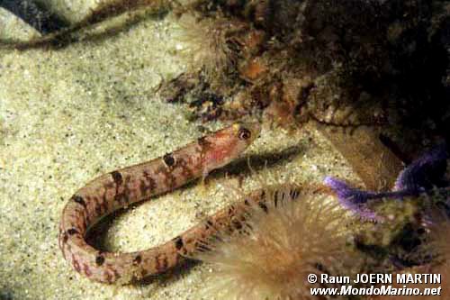 Gonnello (Pholis gunnellus)