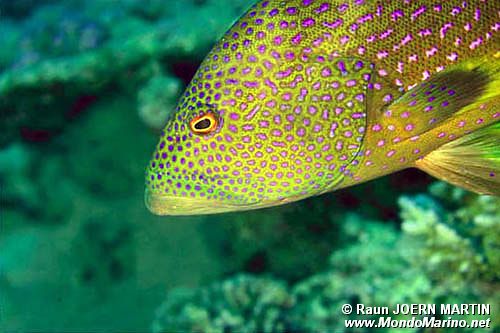 Cernia coda mezzaluna (Variola louti)