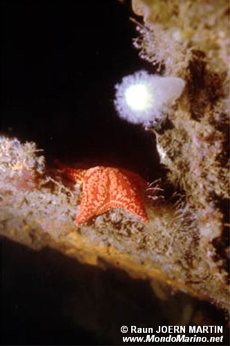 Porania (Porania pulvillus)