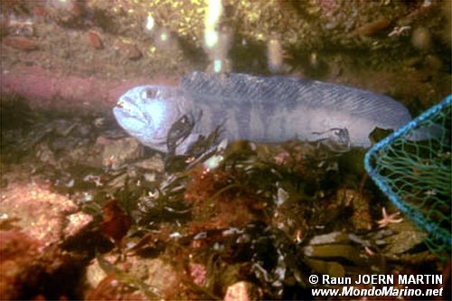 Pesce lupo (Anarhichas lupus)