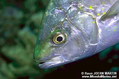 Carango dorato (Carangoides bajad)