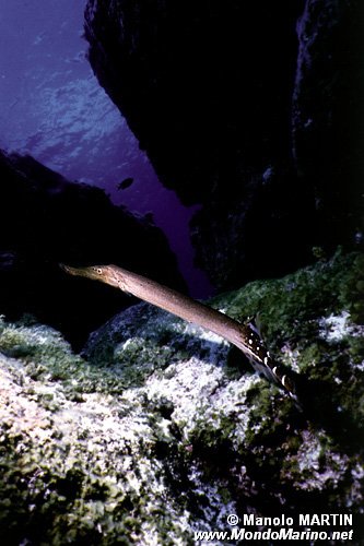 Pesce trombetta (Aulostomus chinensis)
