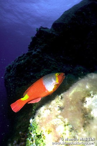 Pesce pappagallo (Sparisoma cretense)