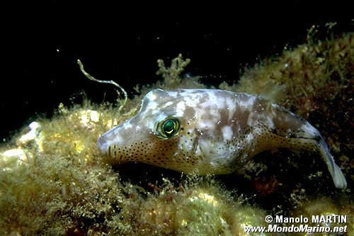 Pesce palla macchiato (Arothron nigropunctatus)
