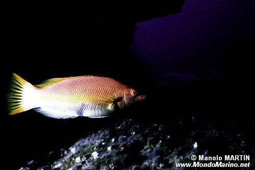 Pesce porco (Bodianus scrofa)