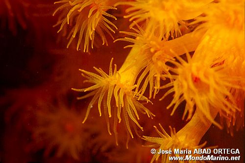 Madrepora arancione (Astroides calycularis)