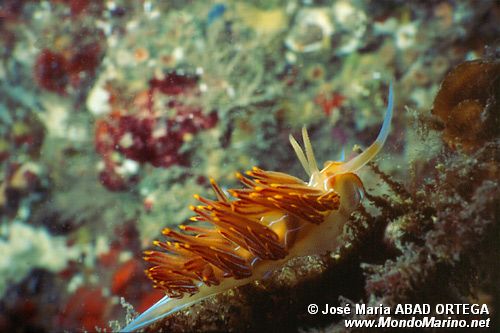 Dondice (Dondice banyulensis)