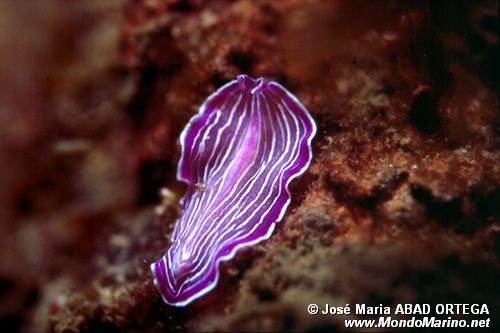 Planaria rosa (Prostheceraeus roseus)