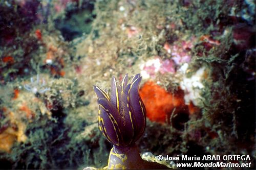 Doride dipinto (Hypselodoris picta)