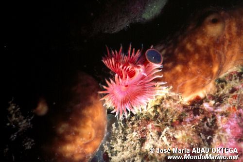 Serpula (Serpula vermicularis)