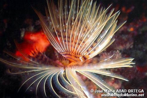 Spirografo (Sabella spallanzanii)