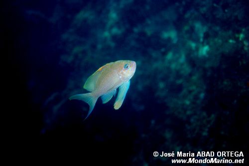 Castagnola rossa (Anthias anthias)