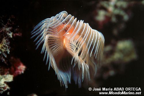 Verme dal ciuffo bianco (Protula tubularia)