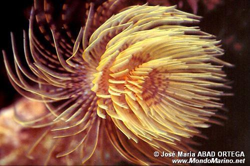 Spirografo (Sabella spallanzanii)