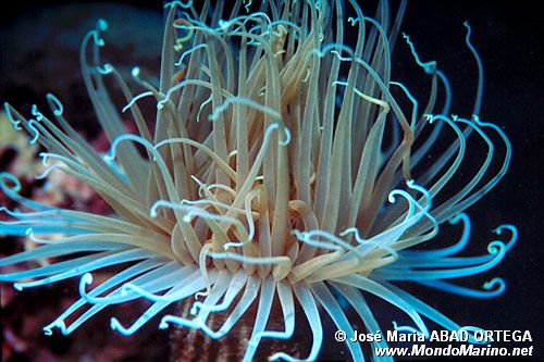 Cerianto (Cerianthus membranaceus)