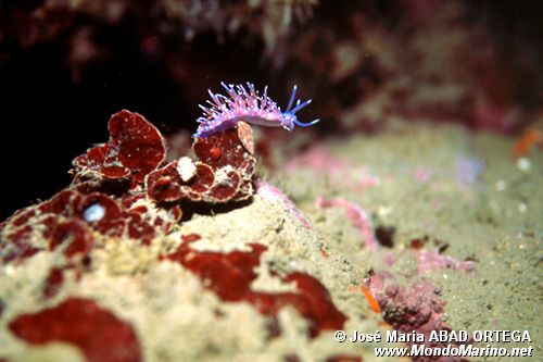 Flabellina rosa (Flabellina affinis)