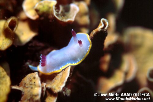 Cromodoride porpora (Chromodoris purpurea)