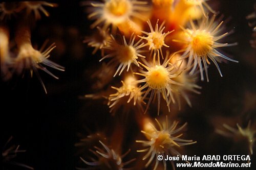Parazoanthus (Parazoanthus axinellae)