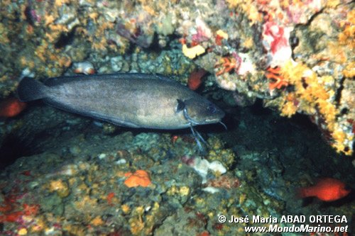 Musdea bianca (Phycis phycis)