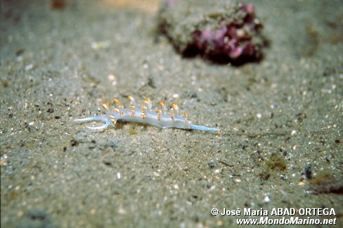 Flabellina bianca (Flabellina babai)