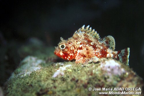 Scorfanotto (Scorpaena notata)