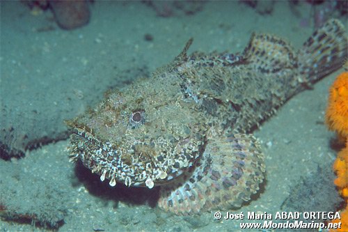Scorfano rosso (Scorpaena scrofa)