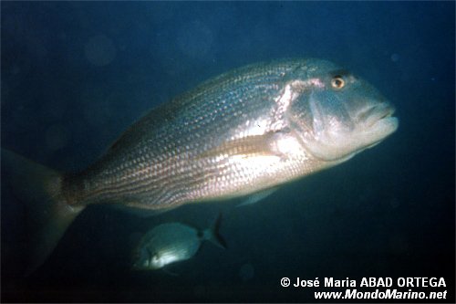 Dentice (Dentex dentex)