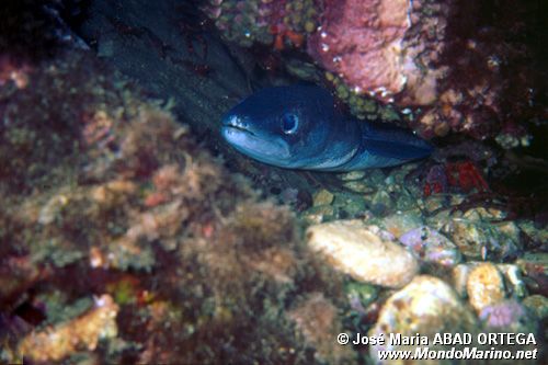 Grongo (Conger conger)