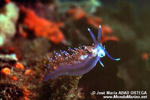 Flabellina rossa (Flabellina ischitana)